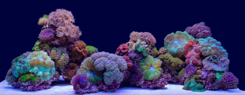 SeaView Background Coral Bliss/Luscia Reef 24in - Image 2