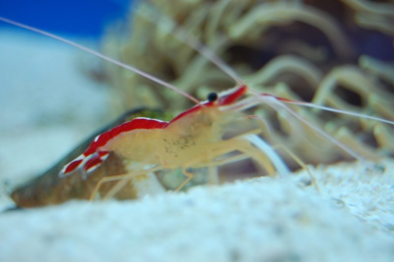 Cleaner Shrimp