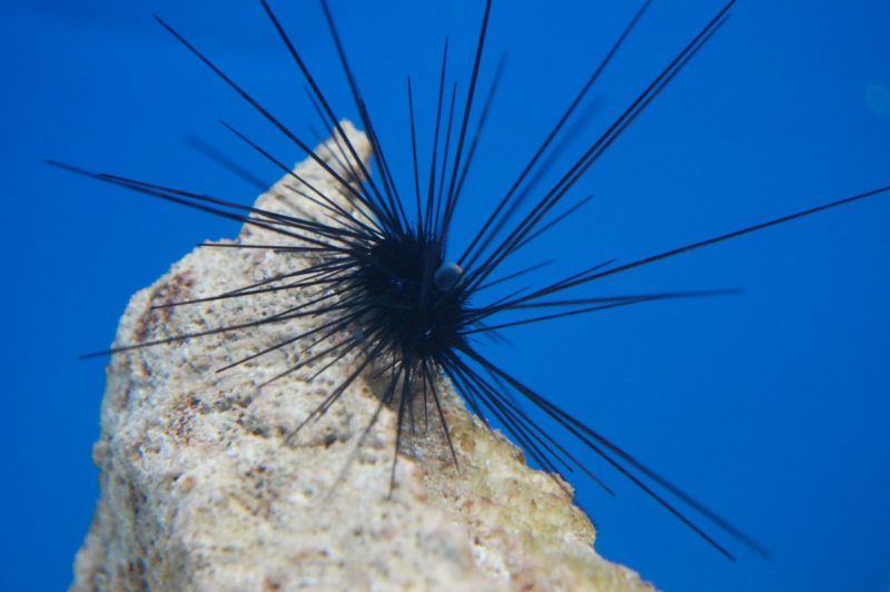 Longspine urchin