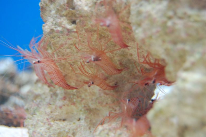 Peppermint Shrimp