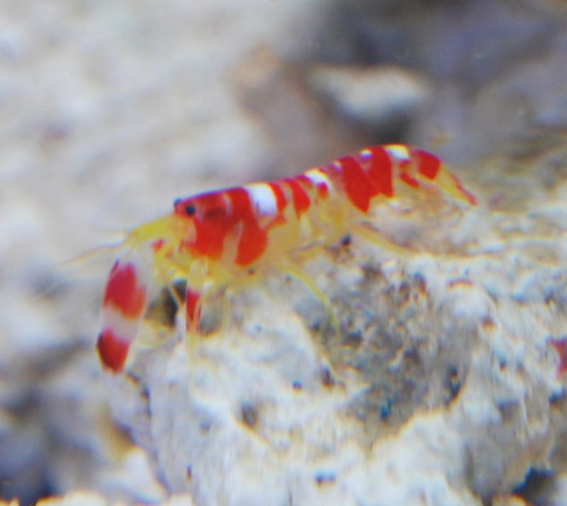 Candy Stripe Pistol Shrimp