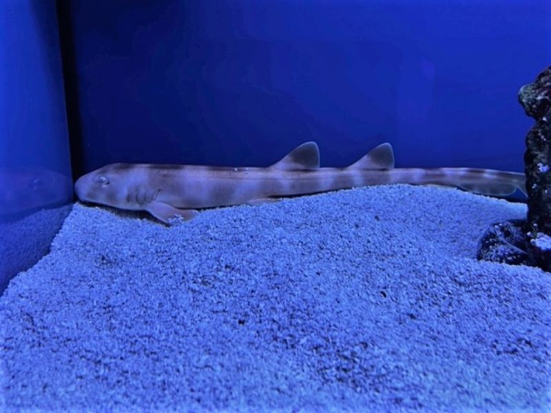 Brown Banded Cat Shark