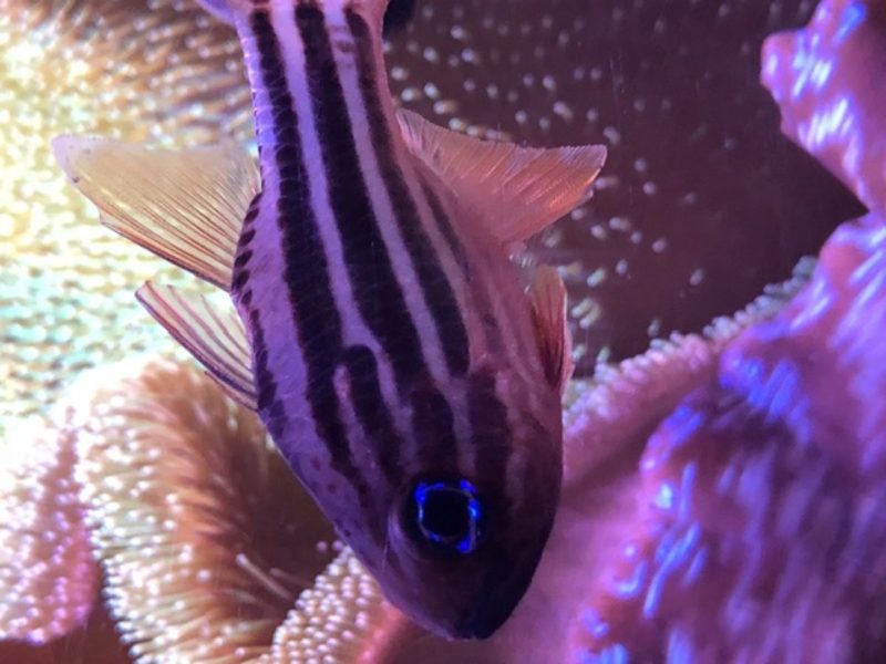 Ochre Striped Cardinalfish