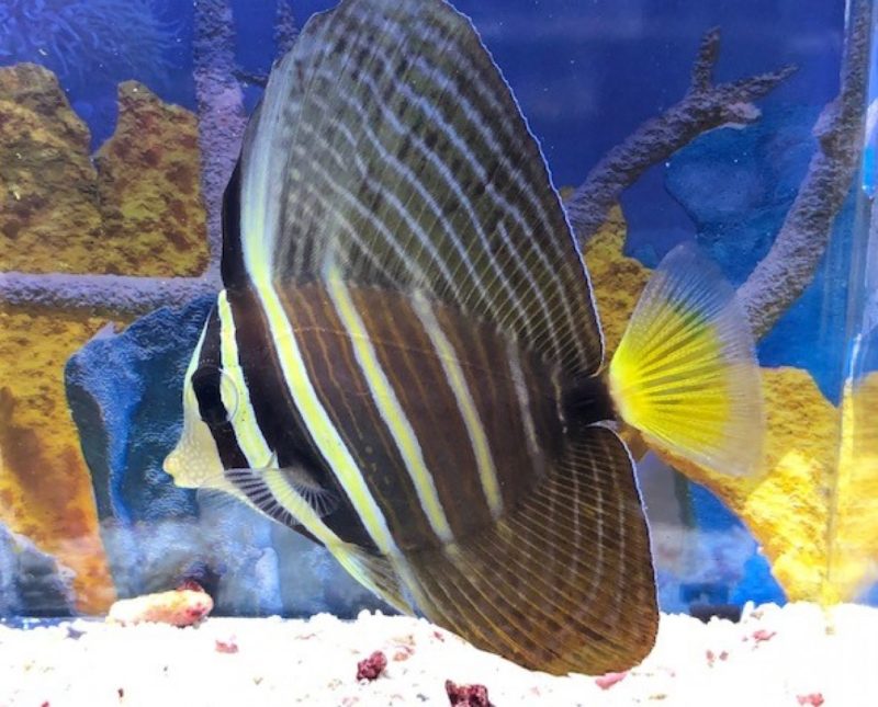 Sailfin Tang