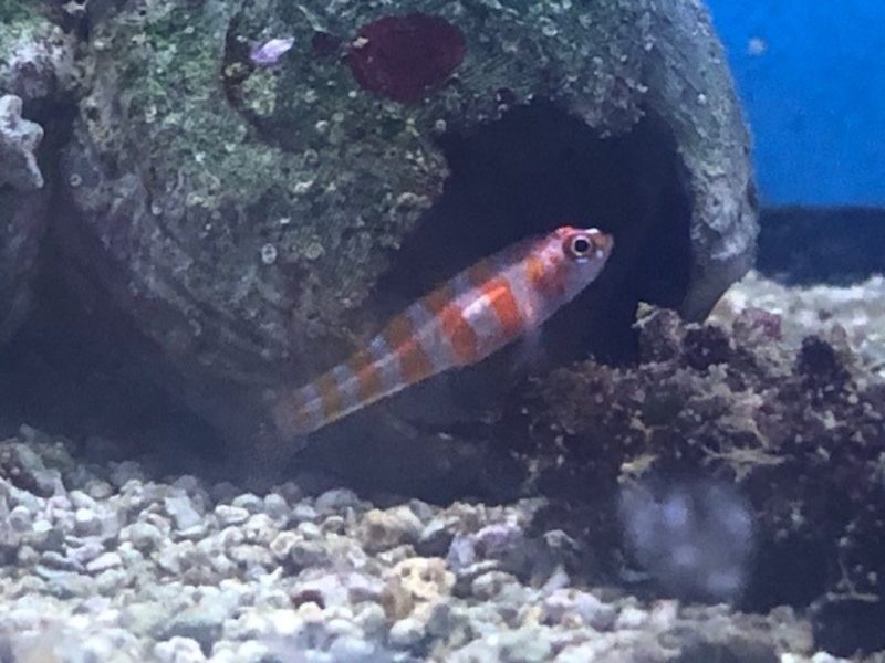 Striped Trimma Goby