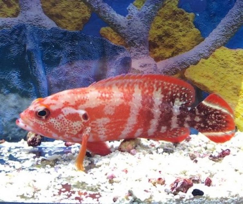 Red V Tail Grouper