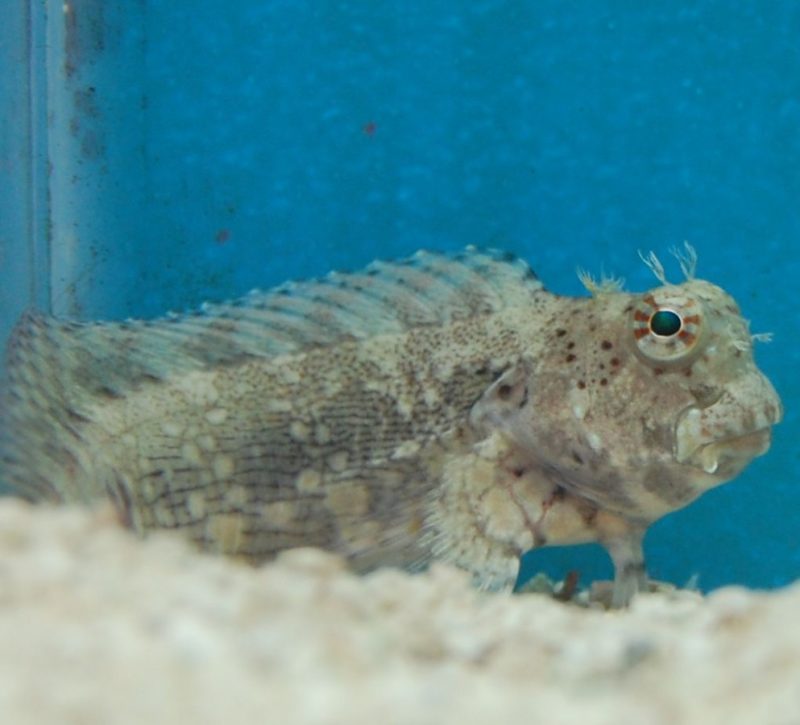 Lawnmower Blenny