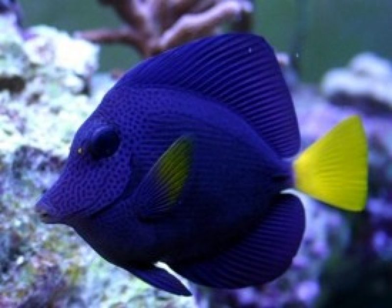 Purple Tang