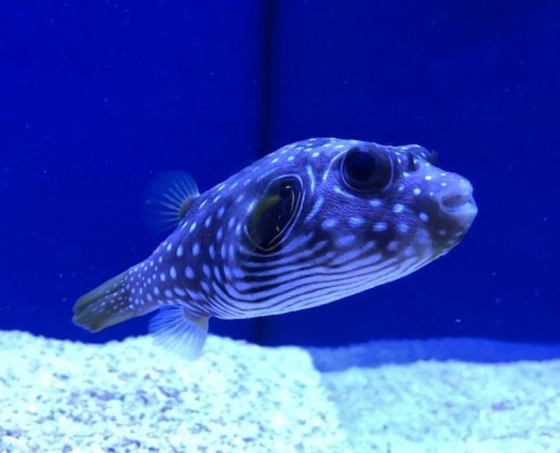 Stars and Stripes Puffer