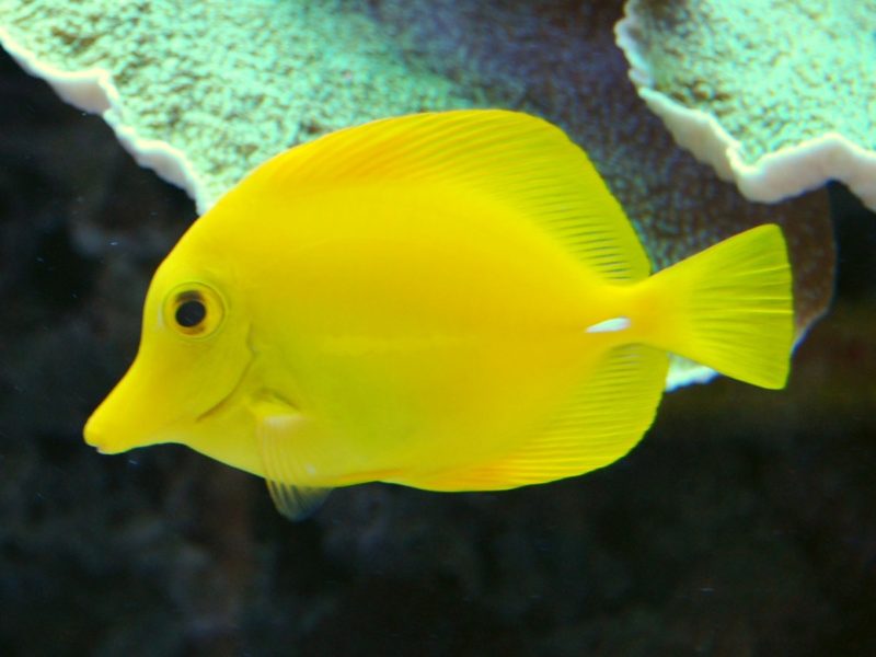 Yellow Tang