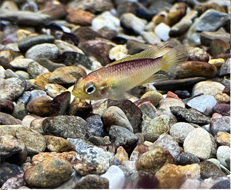 Apisto. Agassizi Cichlid