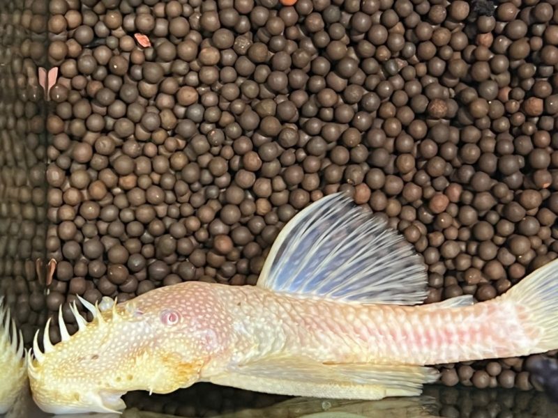 Bristlenose Albino Pleco L-144