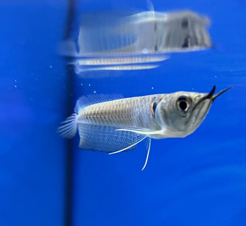 Silver Arowana