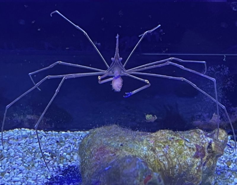 Arrow Crab