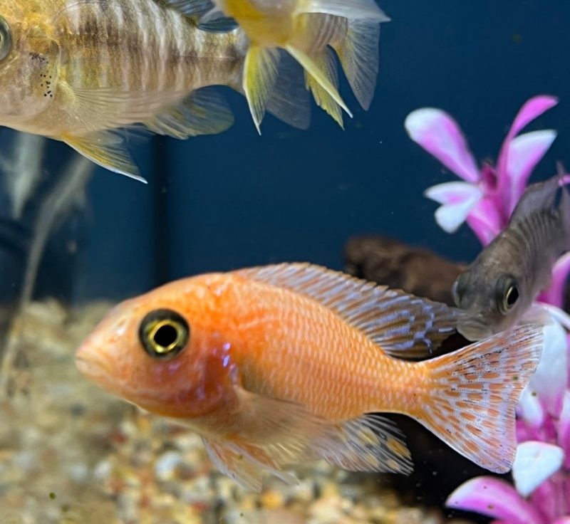 Asst Peacock Cichlid