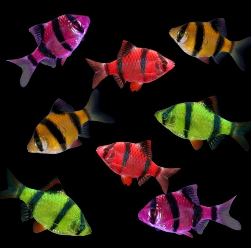 GloFish Barb Asst Colors - Image 5