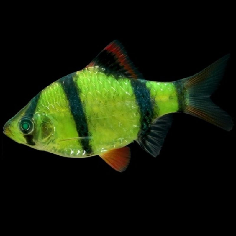 GloFish Barb Asst Colors - Image 2