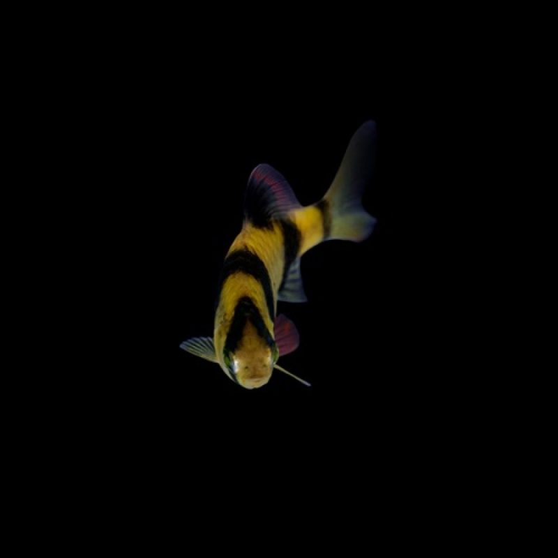 GloFish Barb Asst Colors - Image 3