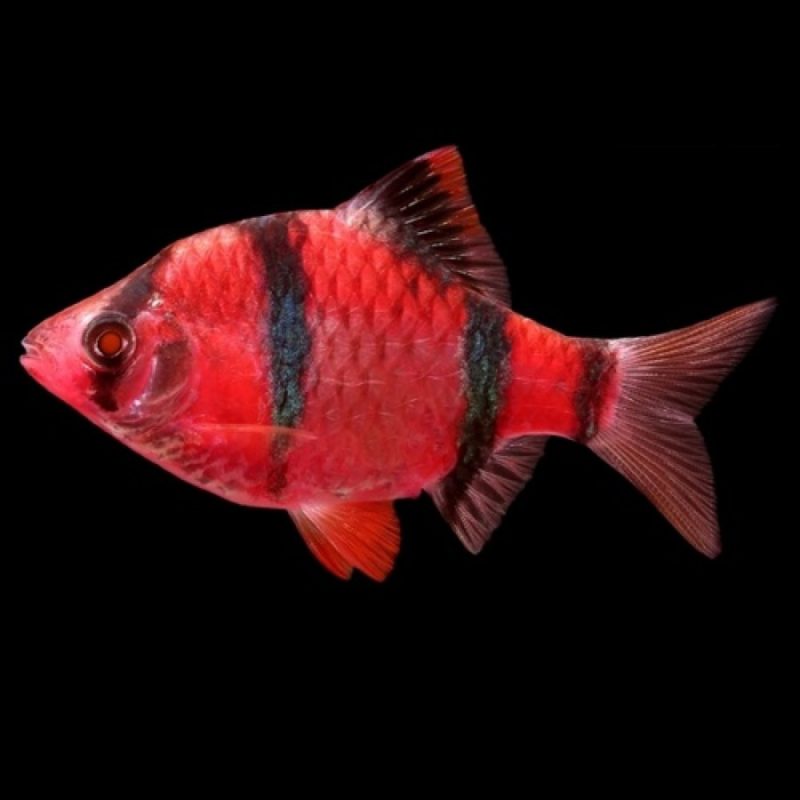 GloFish Barb Asst Colors - Image 4