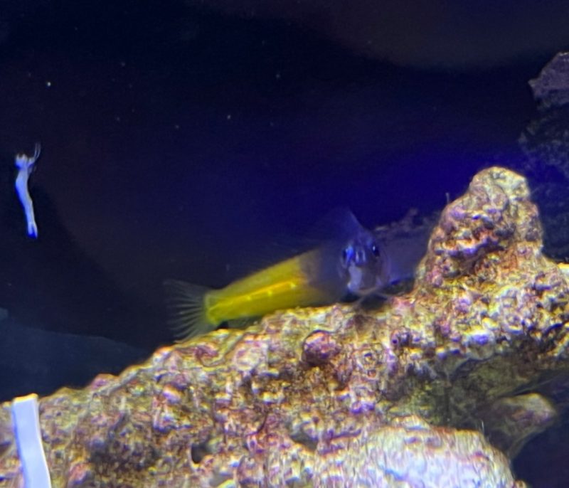 Bicolor Blenny