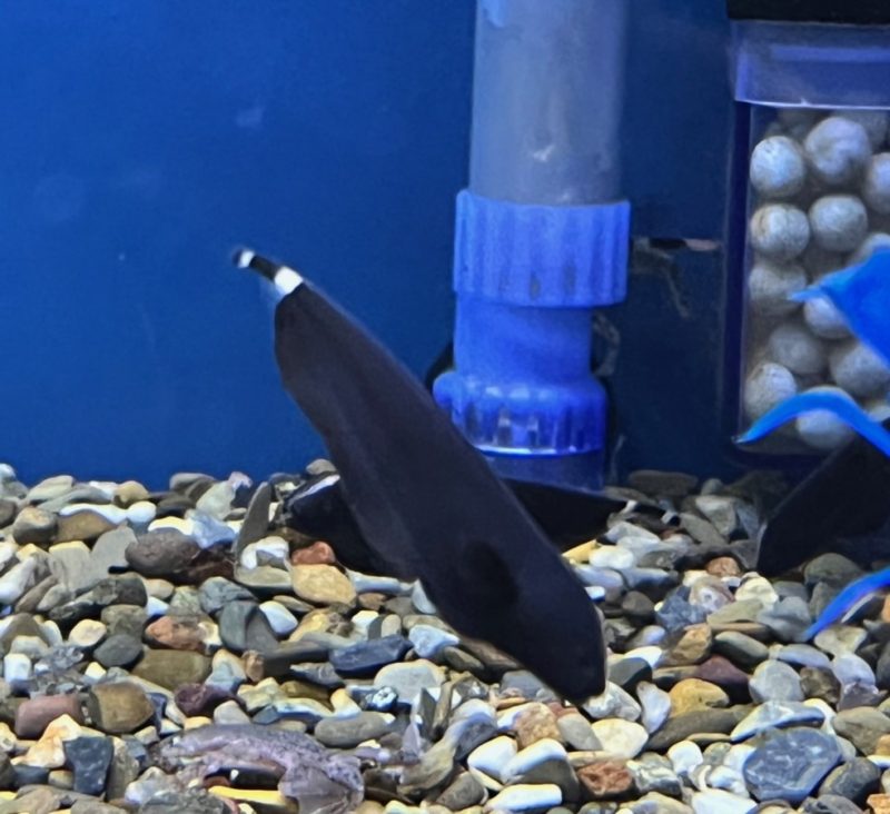 Black Ghost Knifefish