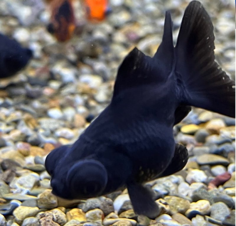 Telescope Moor Goldfish