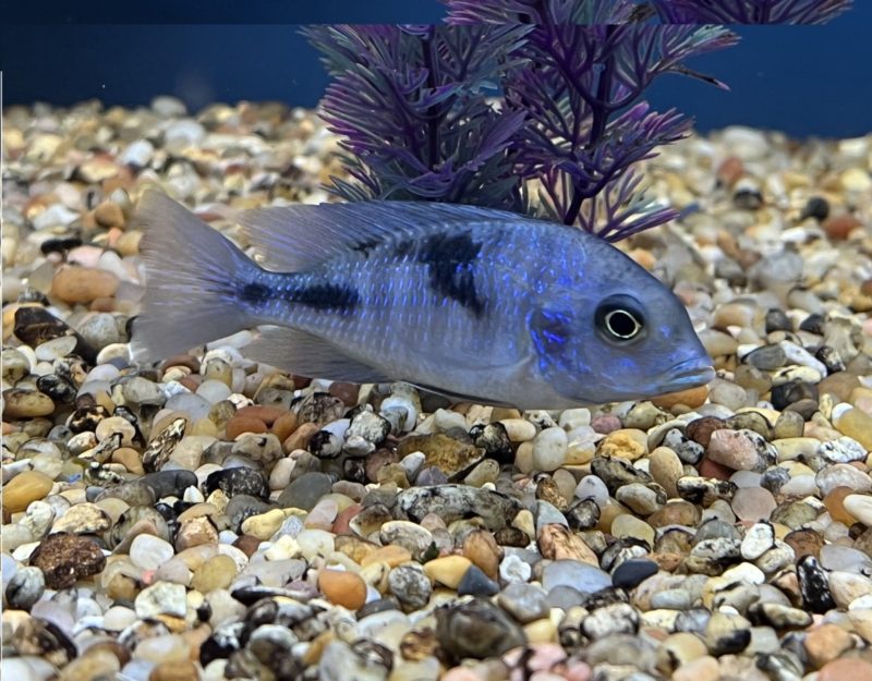 Blue Dolphin Cichlid