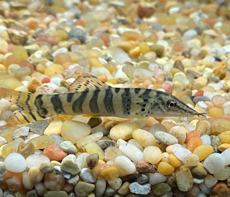 Berdmore Loach