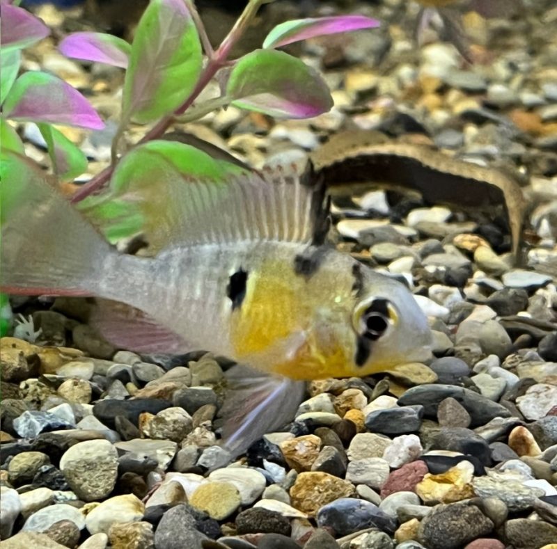 Bolivian Ram