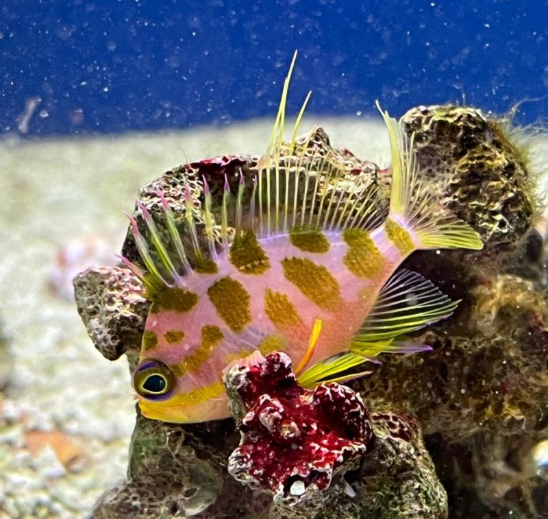 Borbonius Anthias