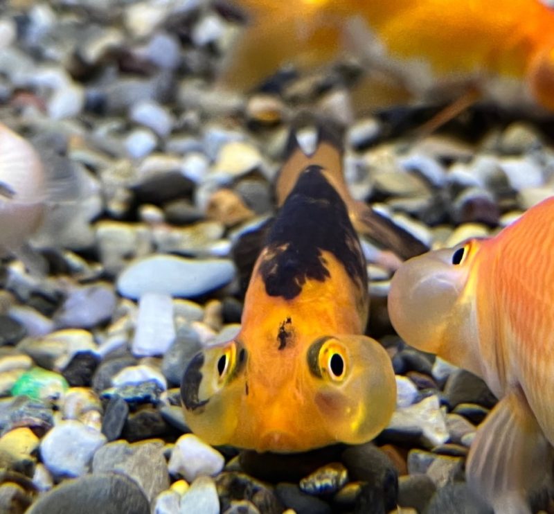 Bubble Eye Goldfish - Image 2