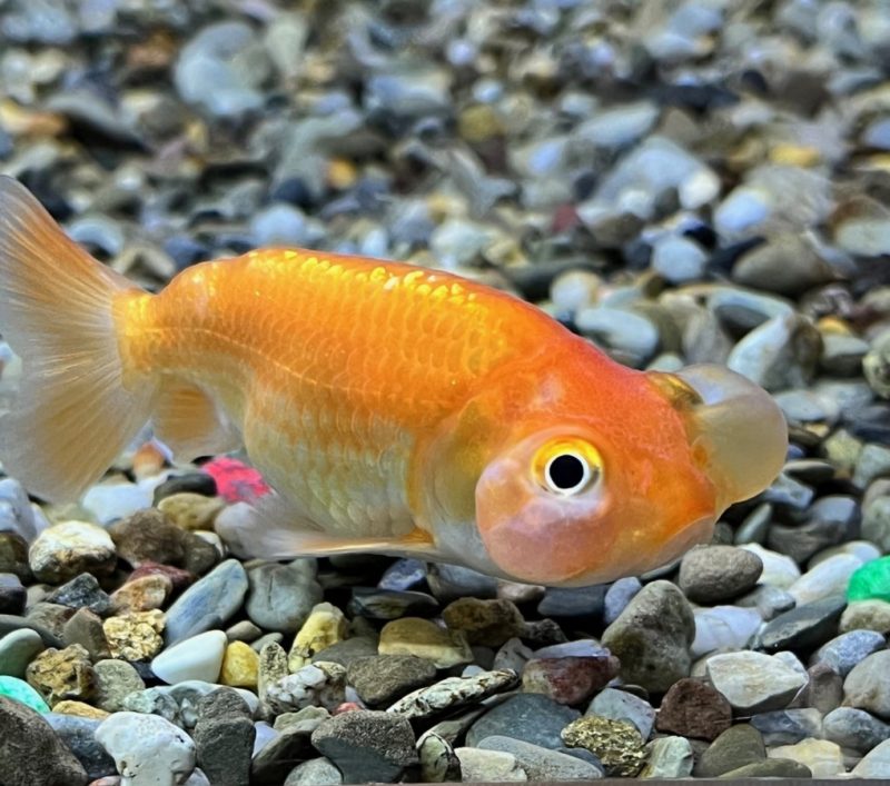 Bubble Eye Goldfish