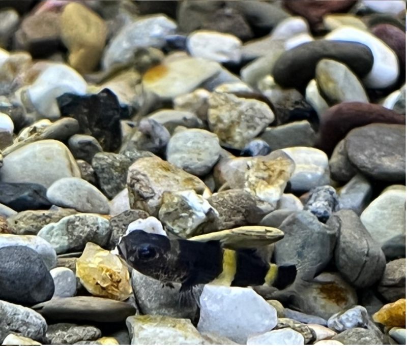 Bumblebee Goby