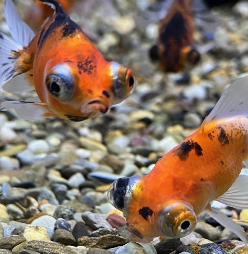 Telescope Moor Goldfish - Image 2