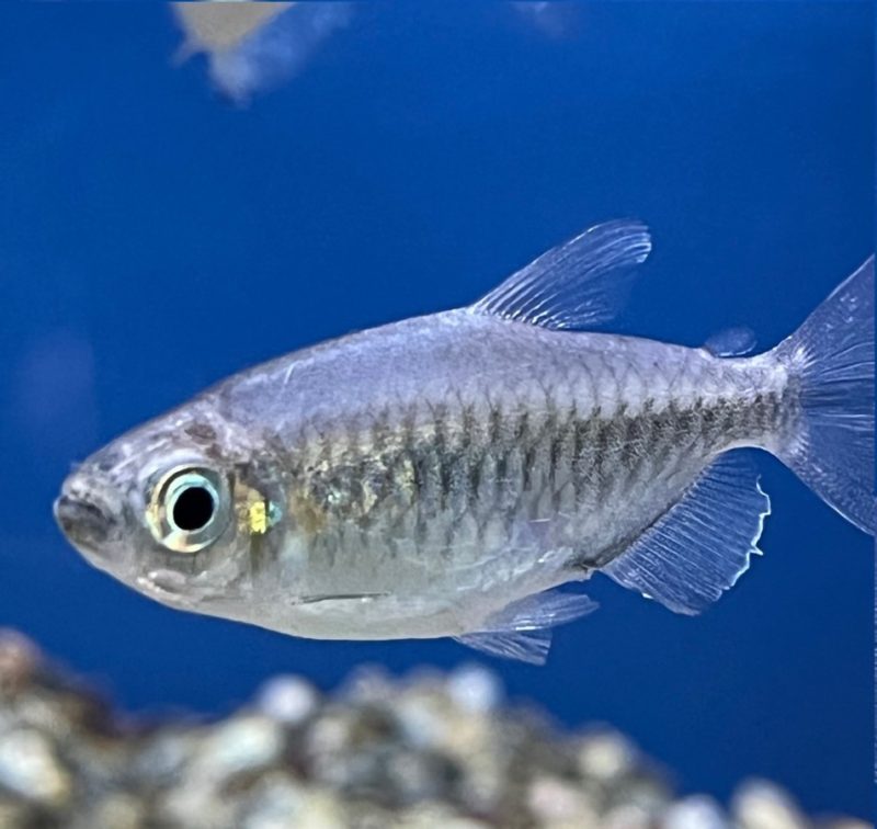 Congo Tetra