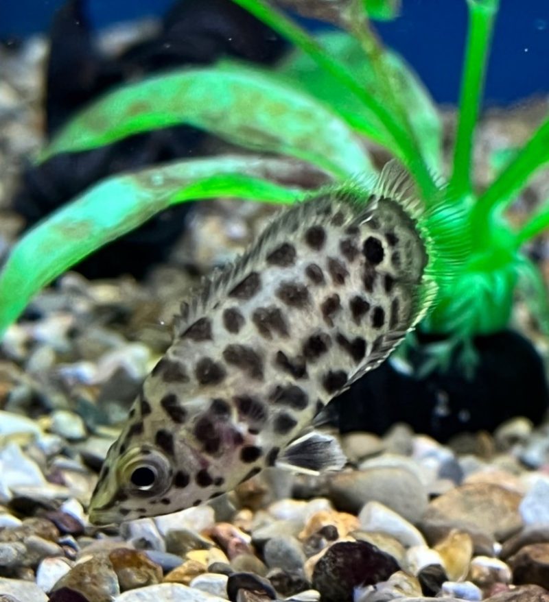 Leopard Ctenopoma