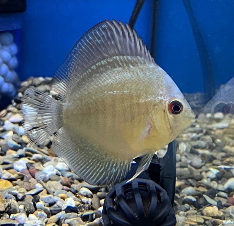 Cobalt Blue Discus