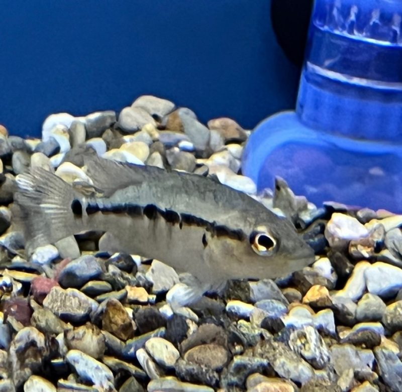 Wolf Cichlid