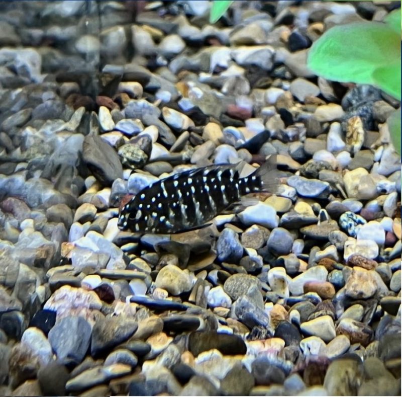 Duboisi Cichlid