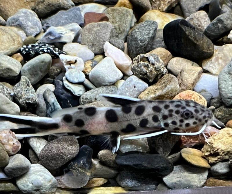 Petricola Dwarf Synodontis Catfish