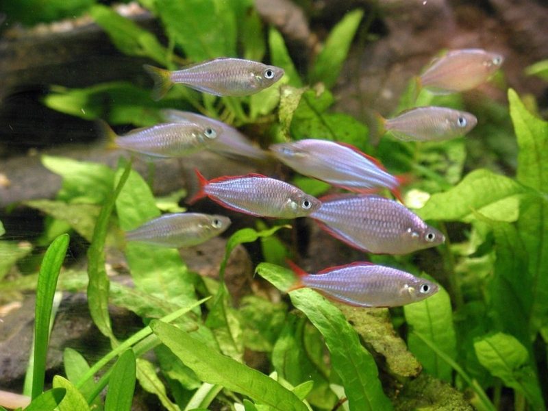 Neon Blue Dwarf Rainbowfish