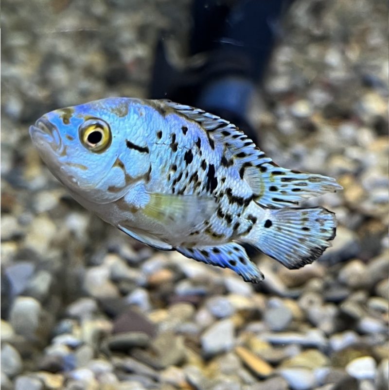 Electric Blue Jack Dempsey