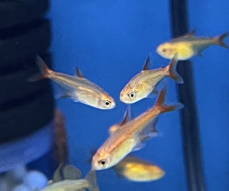 Ember Tetra