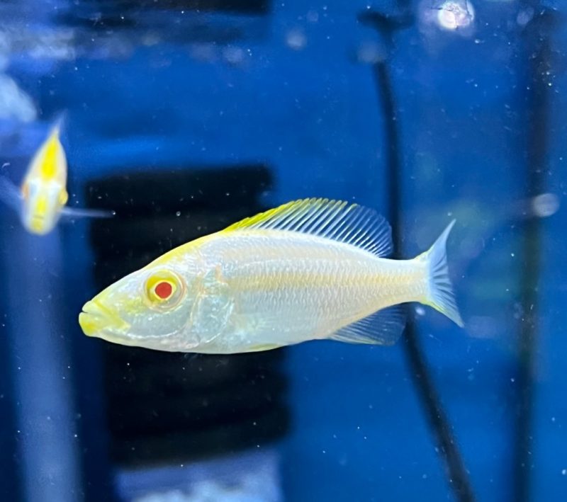 Albino Malawi Eye Biter