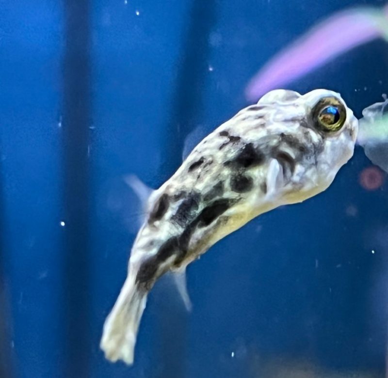 Fahaka Puffer