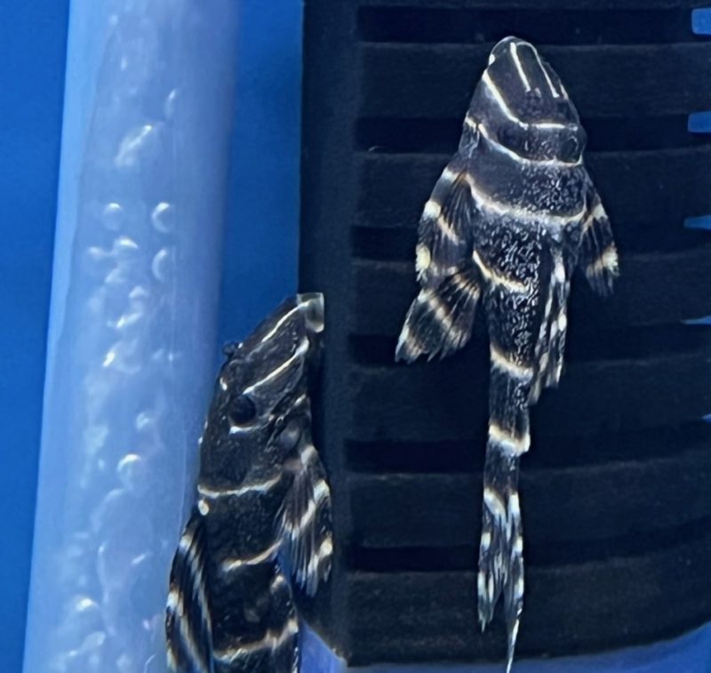 Emperor Flash Pleco L-204