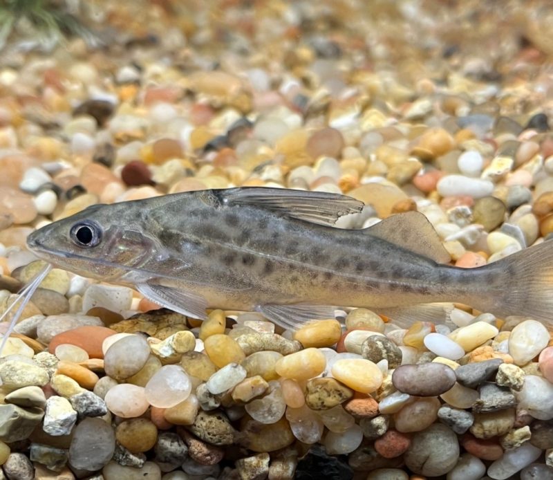 Four Lined Pictus Catfish