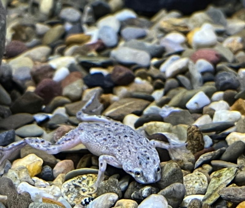 Dwarf African Frog