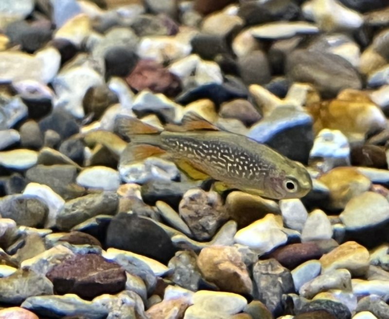 Galaxy Rasbora