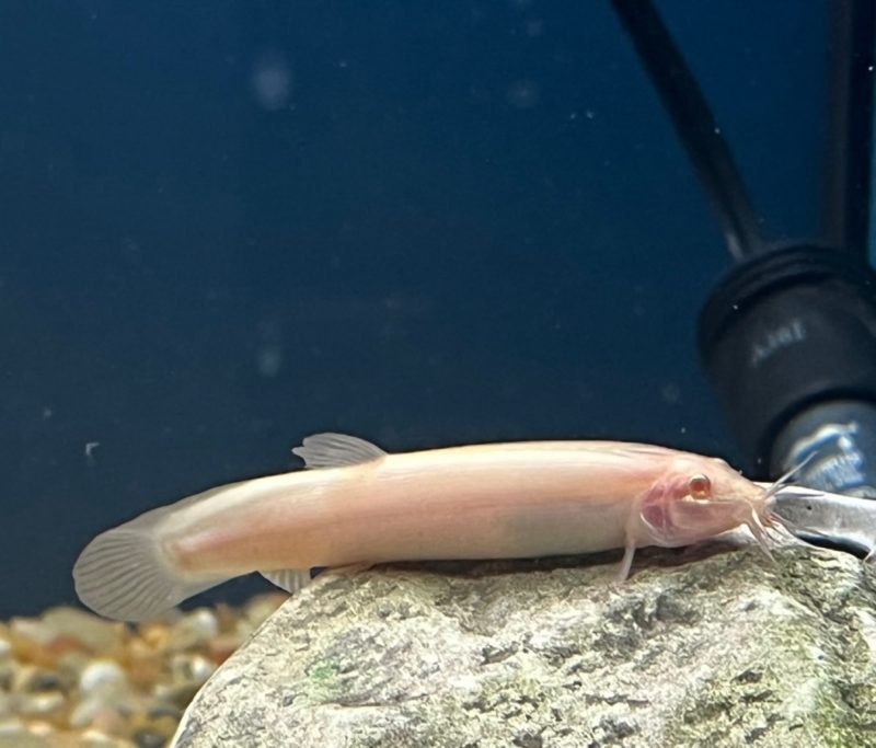 Golden Dojo Loach